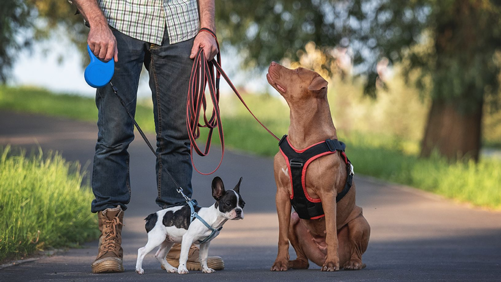 How to Choose the Right Dog Harness Size