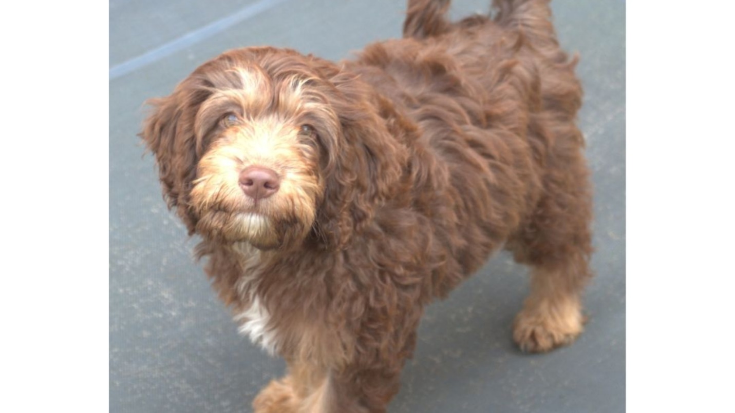 Find Your Perfect Labradoodle or Goldendoodle Companion Today