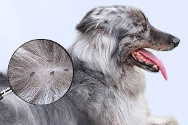 10 Ways Dog Owners Recognize Signs of Flea Infestation and Worm Infection in Their Pets